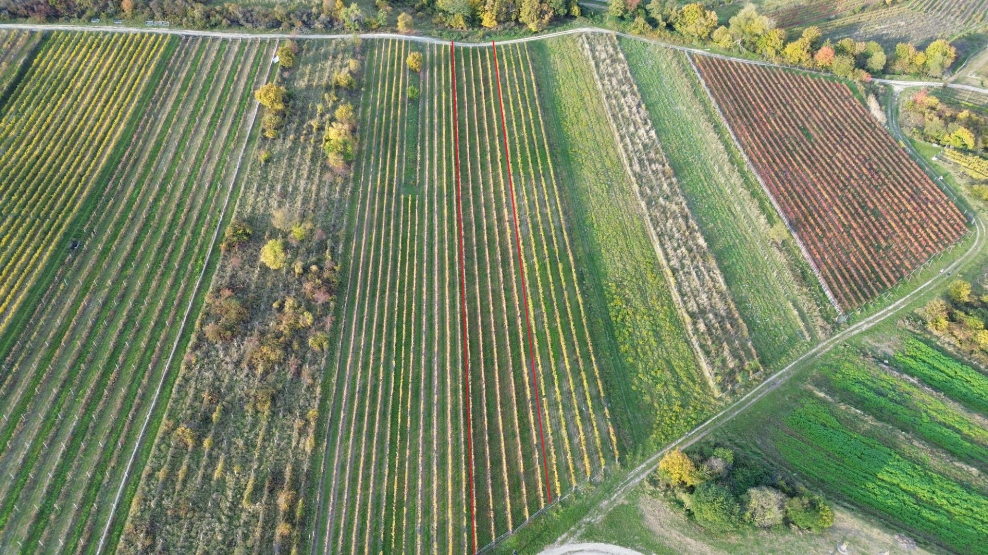 Vinohrad v Pezinku na predaj